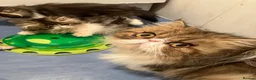 Persian cats for sale: Adorable GCCF registered Persian kittens - Advert 4
