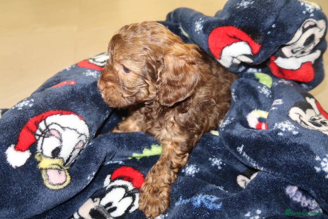 Cockapoo dogs for sale: Beautiful f1b Cockapoo puppy's   - Advert 22