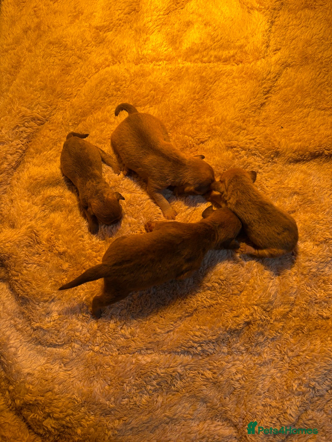 Patterdale Terrier dogs for sale: Ready Late December  - Advert 10