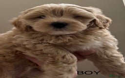 Maltipoo dogs for sale: Stunning maltipoo puppies - Image 6