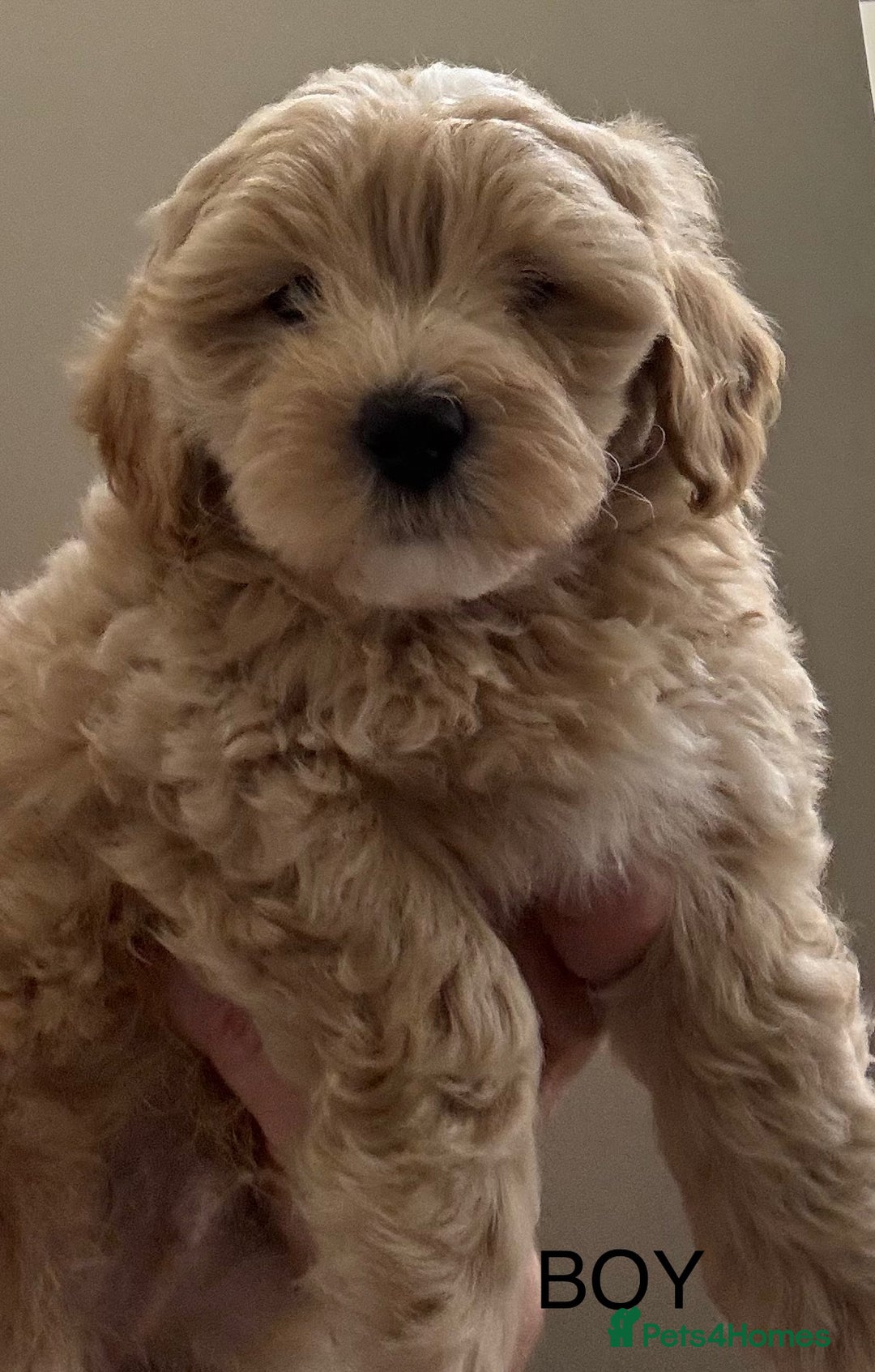Maltipoo dogs for sale: Stunning maltipoo puppies - Image 6