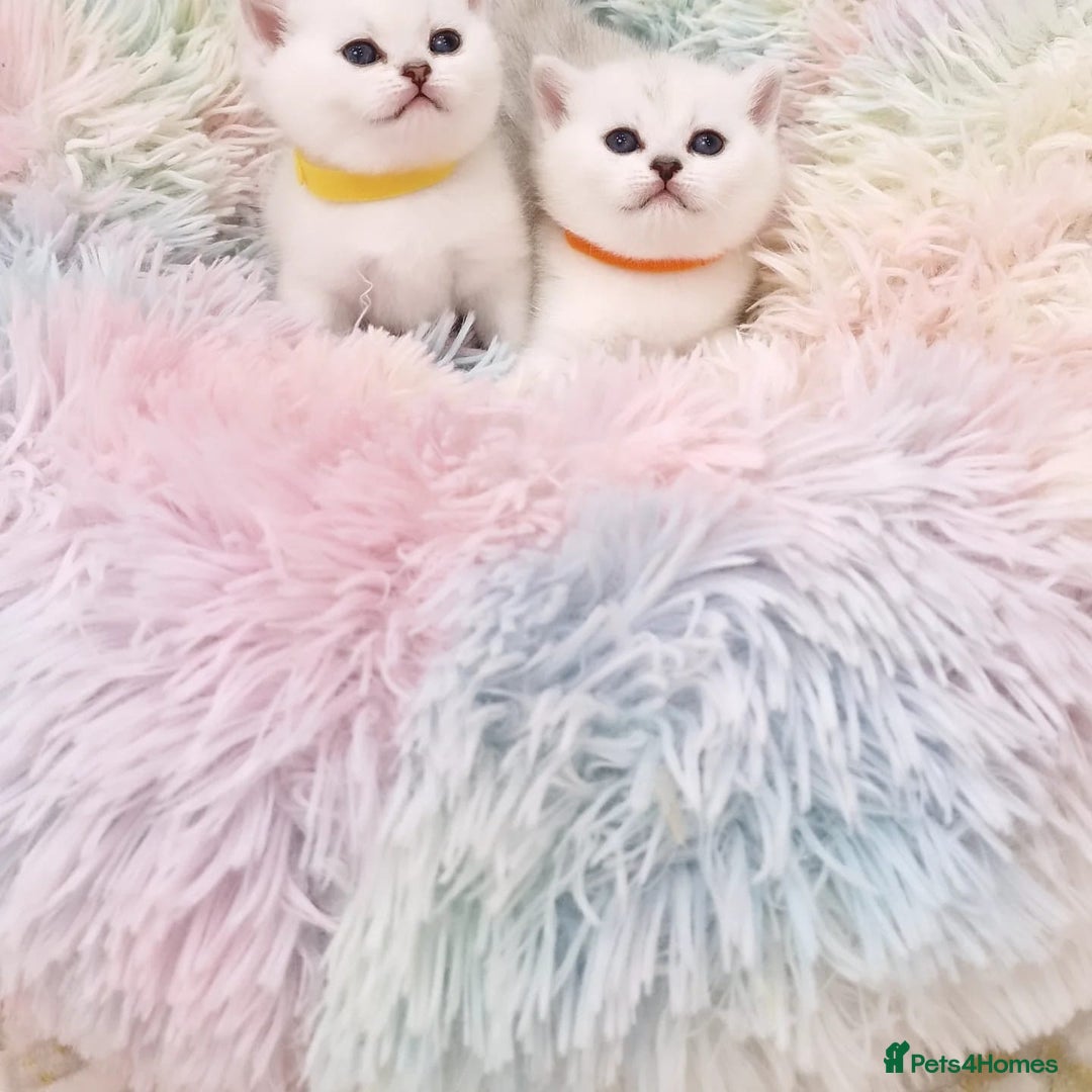 British Shorthair cats for sale: 💜British Shorthair Silver Chinchilla🧡 - Advert 12