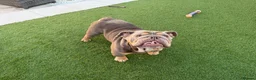 English Bulldog dogs for sale: English Bulldog  in Bristol - Advert 5