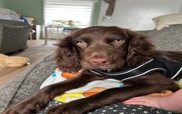Cocker Spaniel dogs for sale: Cocker spaniel puppy  - Image 2