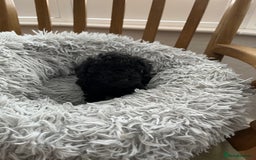 Toy Poodle dogs for sale: Toy Poodle Puppies  - Image 18