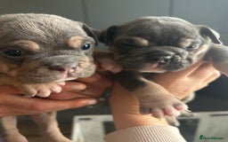 Mixed Breed dogs for sale: Bulldog puppy’s  - Image 19