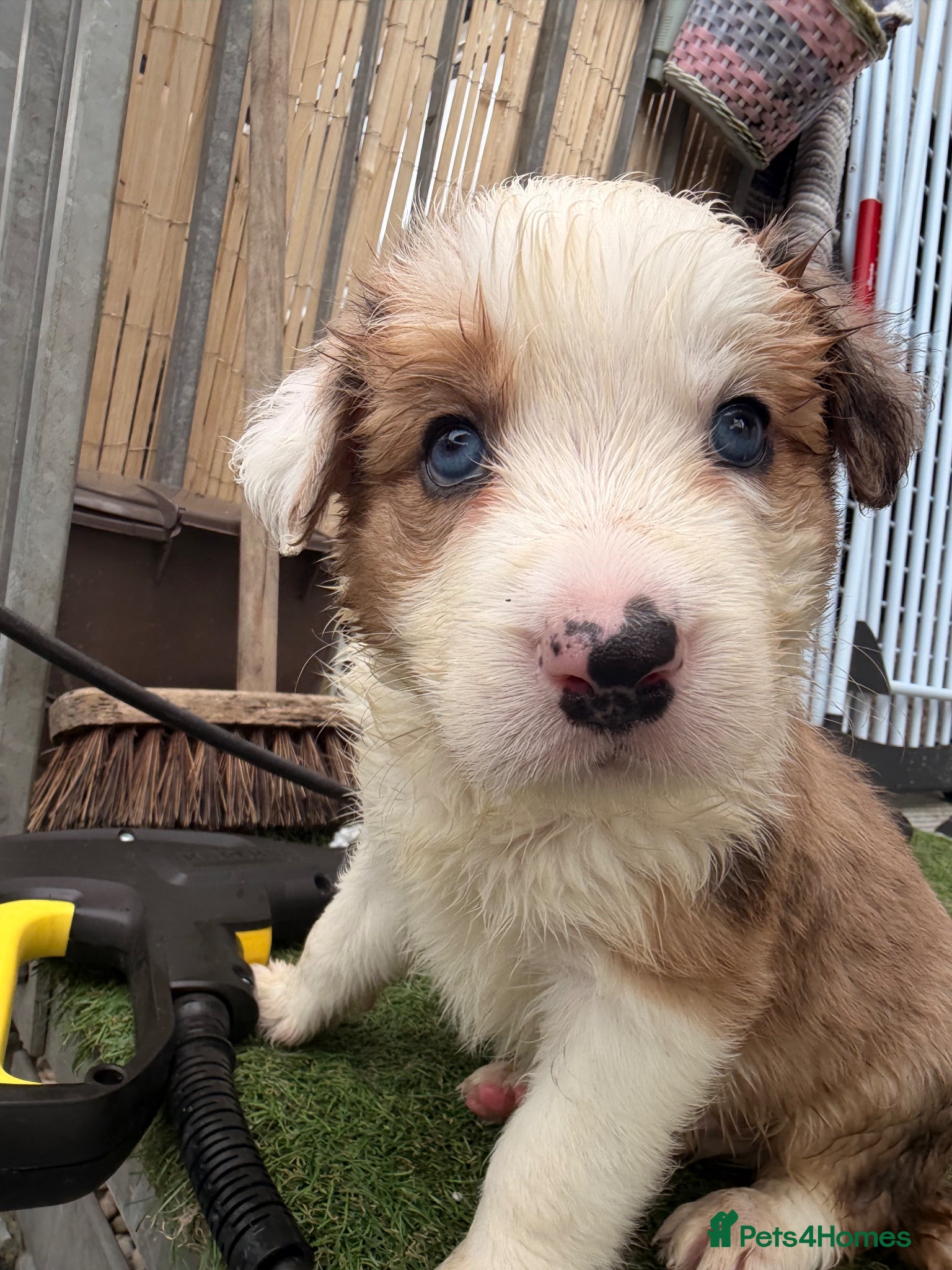 Border Collie dogs Stunning Show line puppies,various colours  - Advert 2