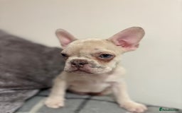 French Bulldog dogs for sale: 3 beautiful pedigree French bulldog puppies  - Image 14