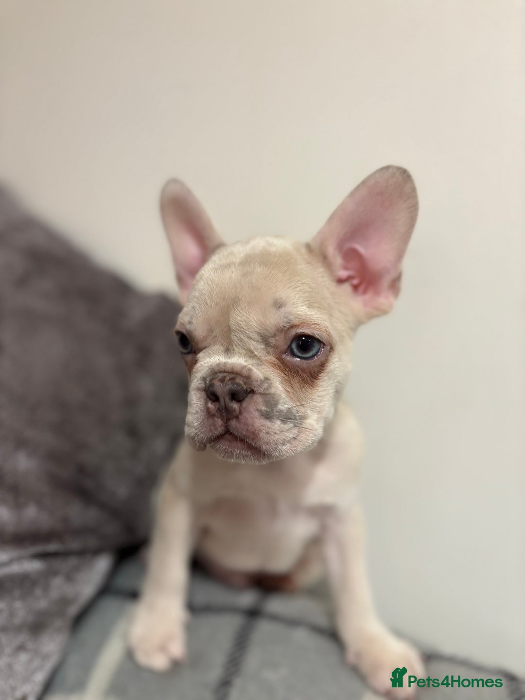 French Bulldog dogs for sale: 3 beautiful pedigree French bulldog puppies  - Image 14
