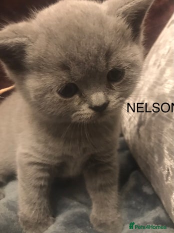 British Shorthair cats - Advert 15