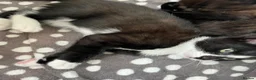 Mixed Breed cats for sale: 3 x Gorgeous Kittens Left  in Bournemouth - Advert 6