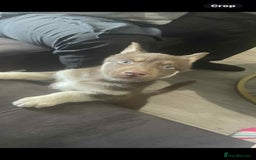 Siberian Husky dogs for sale: 9 weeks old Rocky  - Advert 1