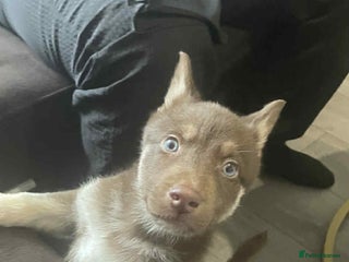 Siberian Husky dogs 9 weeks old Rocky - Advert 1