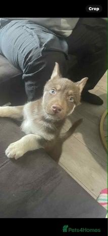 Siberian Husky dogs 9 weeks old Rocky - Advert 8