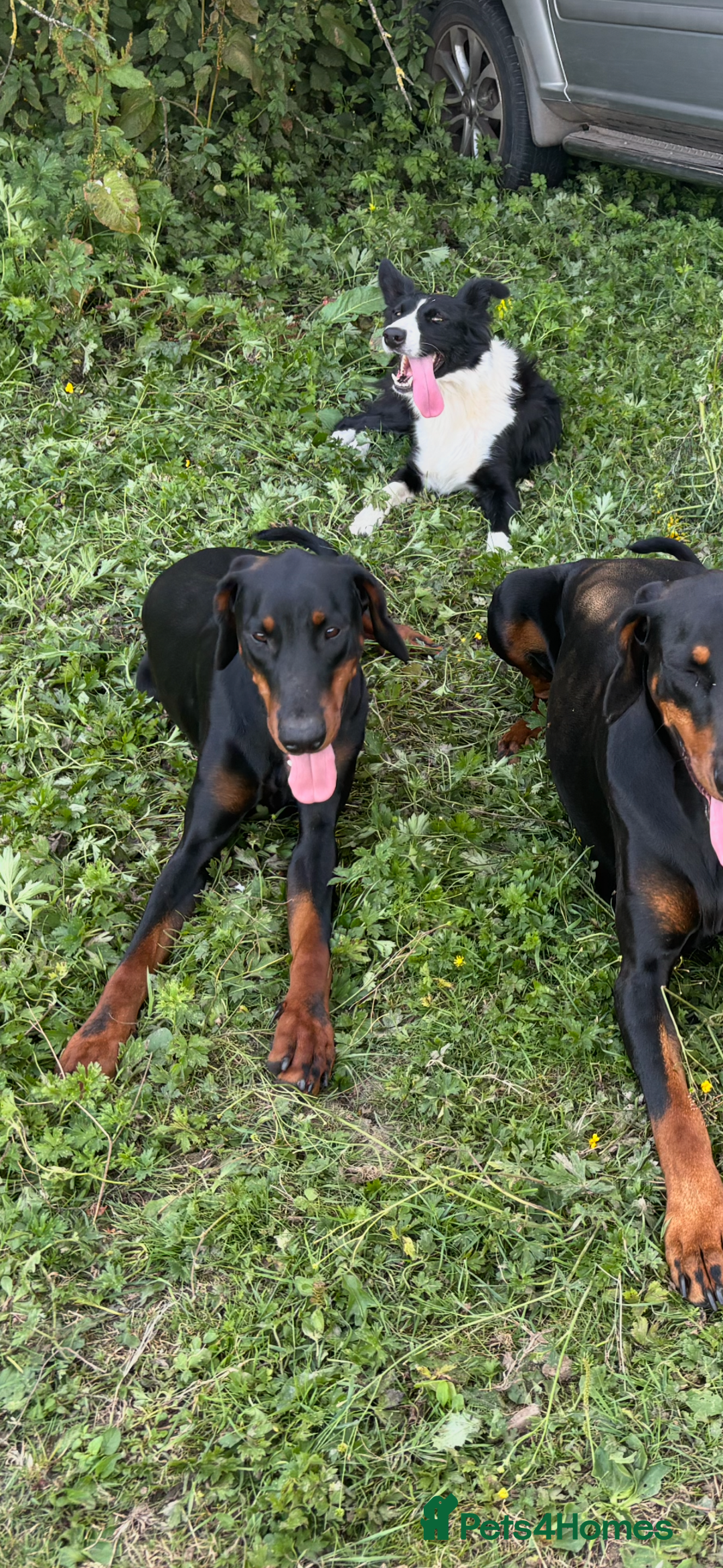 Dobermann dogs for sale: Stunning KC Dobermans champion bloodlines  - Advert 6