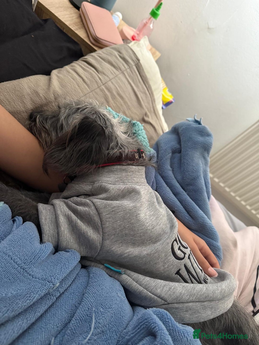 Mixed Breed dogs for sale: Lulu  - Advert 1