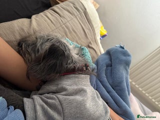 Mixed Breed dogs Lulu - Advert 1