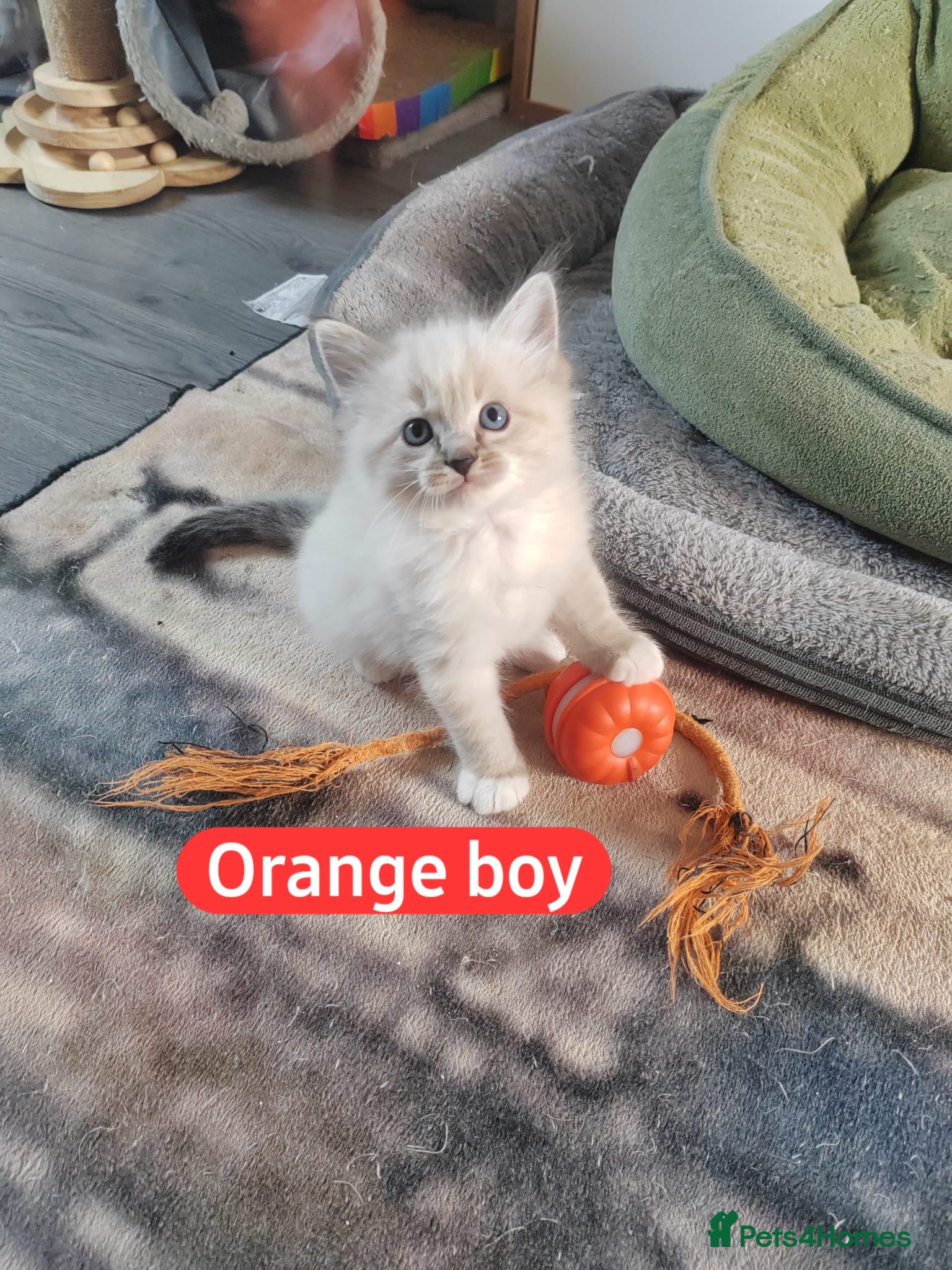Ragdoll cats 4 beautiful kittens 💙💜 - Advert 11