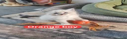 Ragdoll cats for sale: 4 beautiful kittens 💙💜 - Advert 1