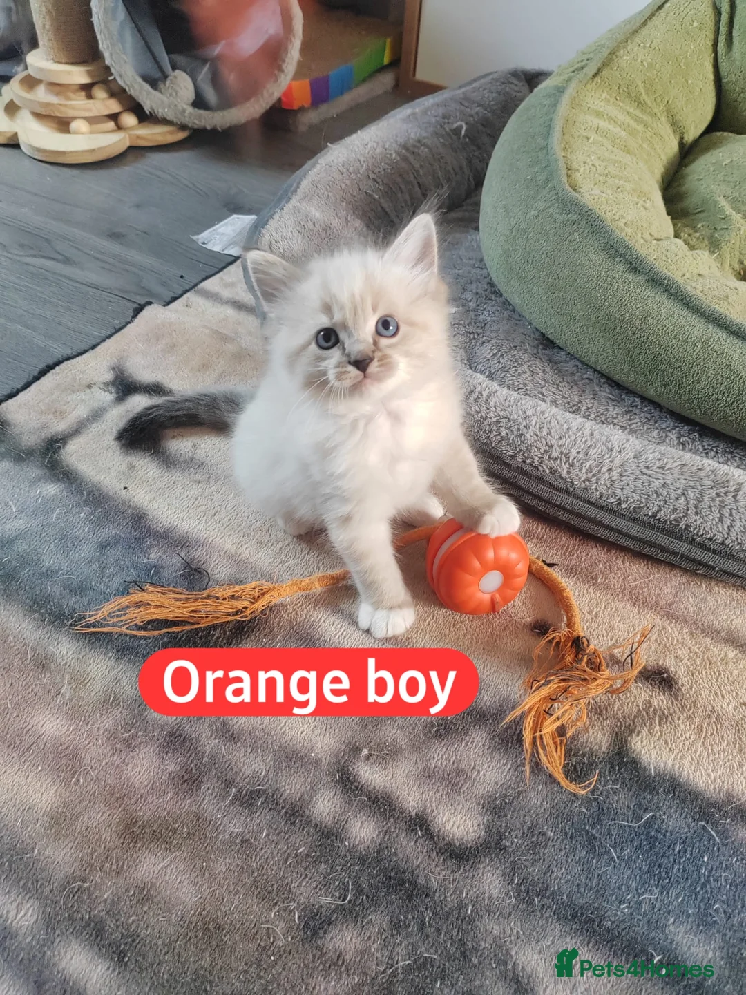 Ragdoll cats for sale: 4 beautiful kittens 💙💜 - Advert 1