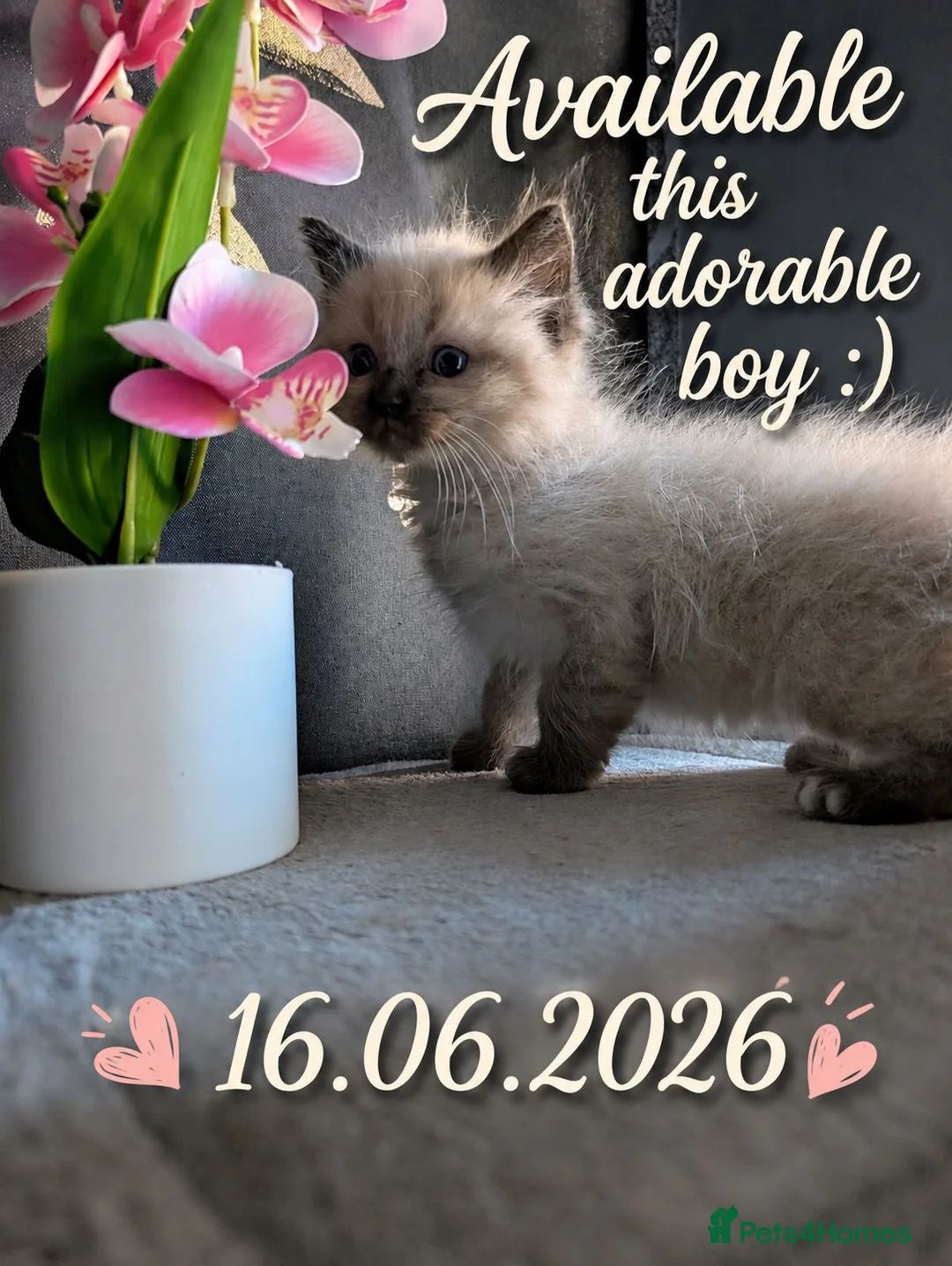 Ragdoll cats for sale: Beautiful Ragdoll Kittens – Only 1 Boy Left - Advert 1