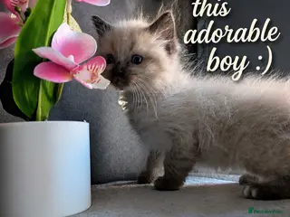 Ragdoll cats Beautiful Ragdoll Kittens – Only 1 Boy Left - Advert 13