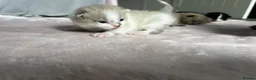 Ragdoll cats for sale: Ragdoll mix kittens  - Advert 7