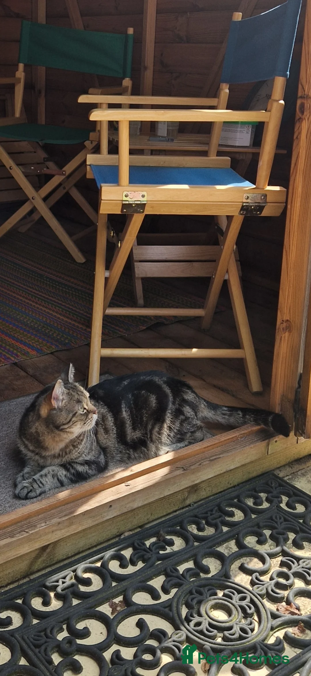 Mixed Breed cats for sale: Beautiful 7 year old tabby looking for a new home - Advert 2