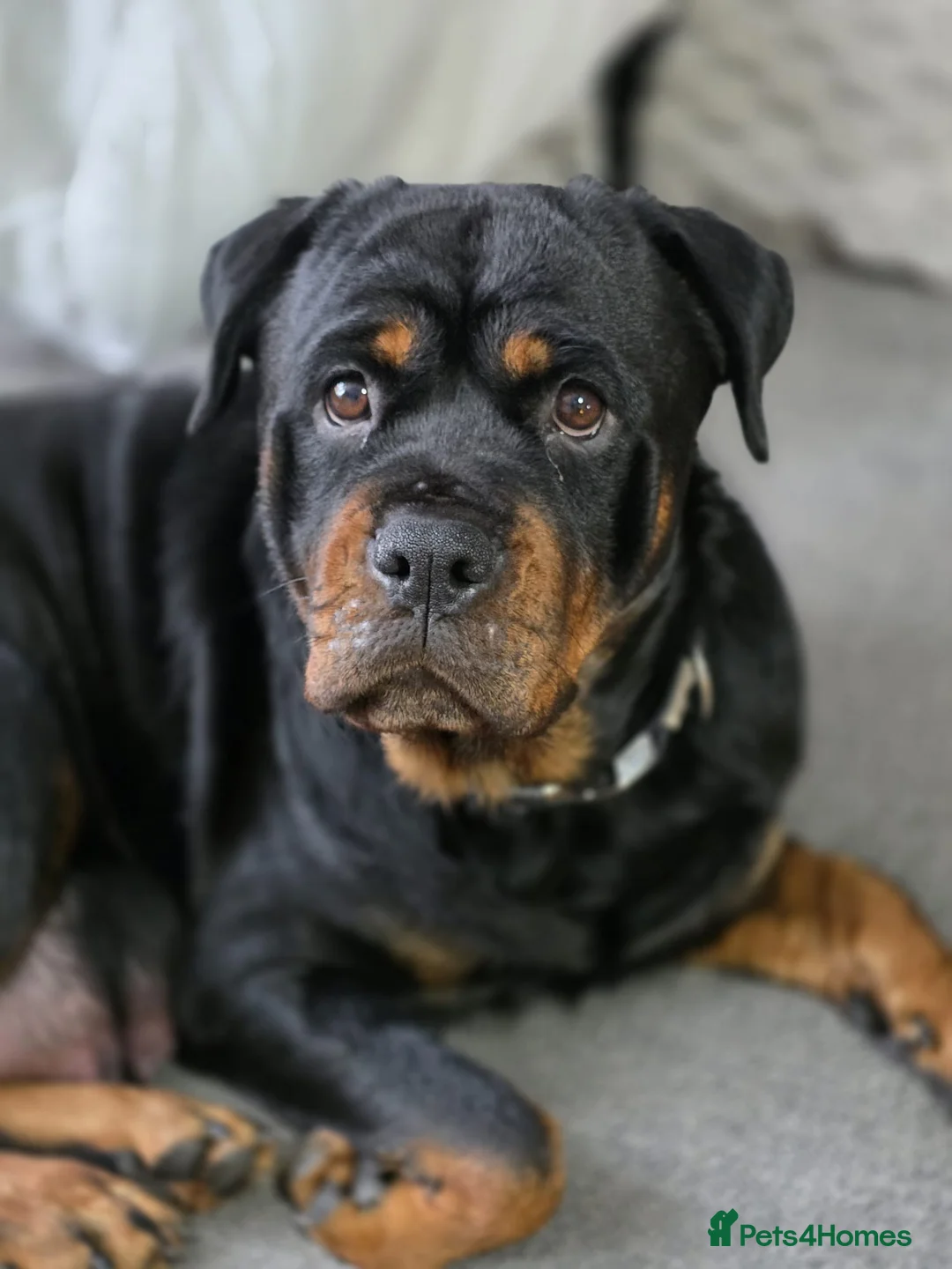 Rottweiler dogs for sale: Stunning chunky Rottweiler puppies  - Advert 25