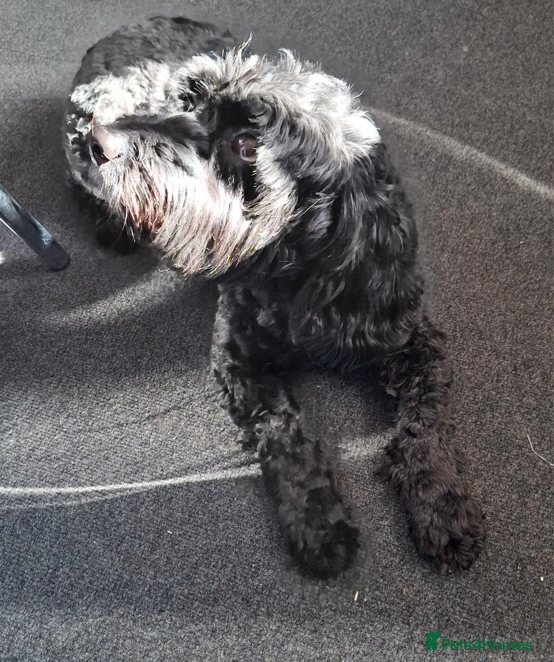 Cockapoo dogs for sale: In a lovely new home - Image 3