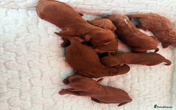 Cavapoo dogs for sale: TOY F1B dna & Heath clear parents.  in Porth - Image 11