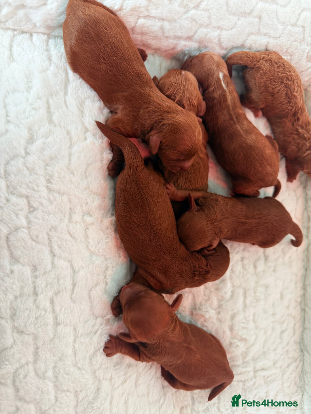 Cavapoo dogs for sale: TOY F1B dna & Heath clear parents.  in Porth - Image 11