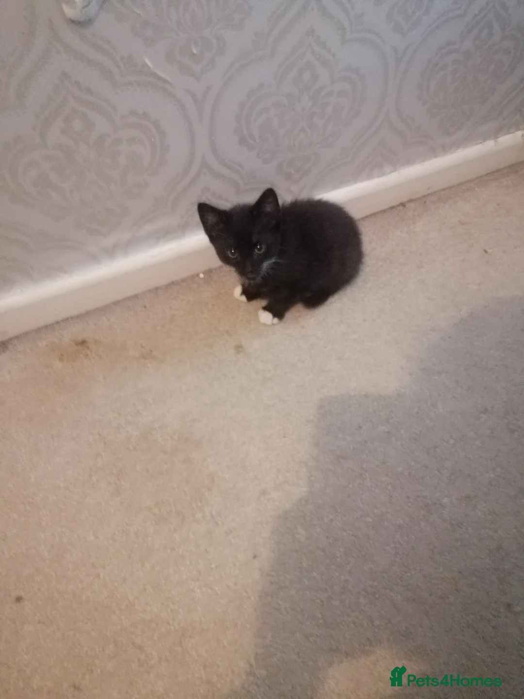 Mixed Breed cats for sale: 5 Beautiful kittens  - Advert 8