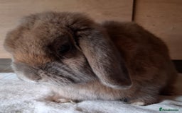 Mini Lop rabbits for sale: 2 x adult mini lop bucks - Image 7