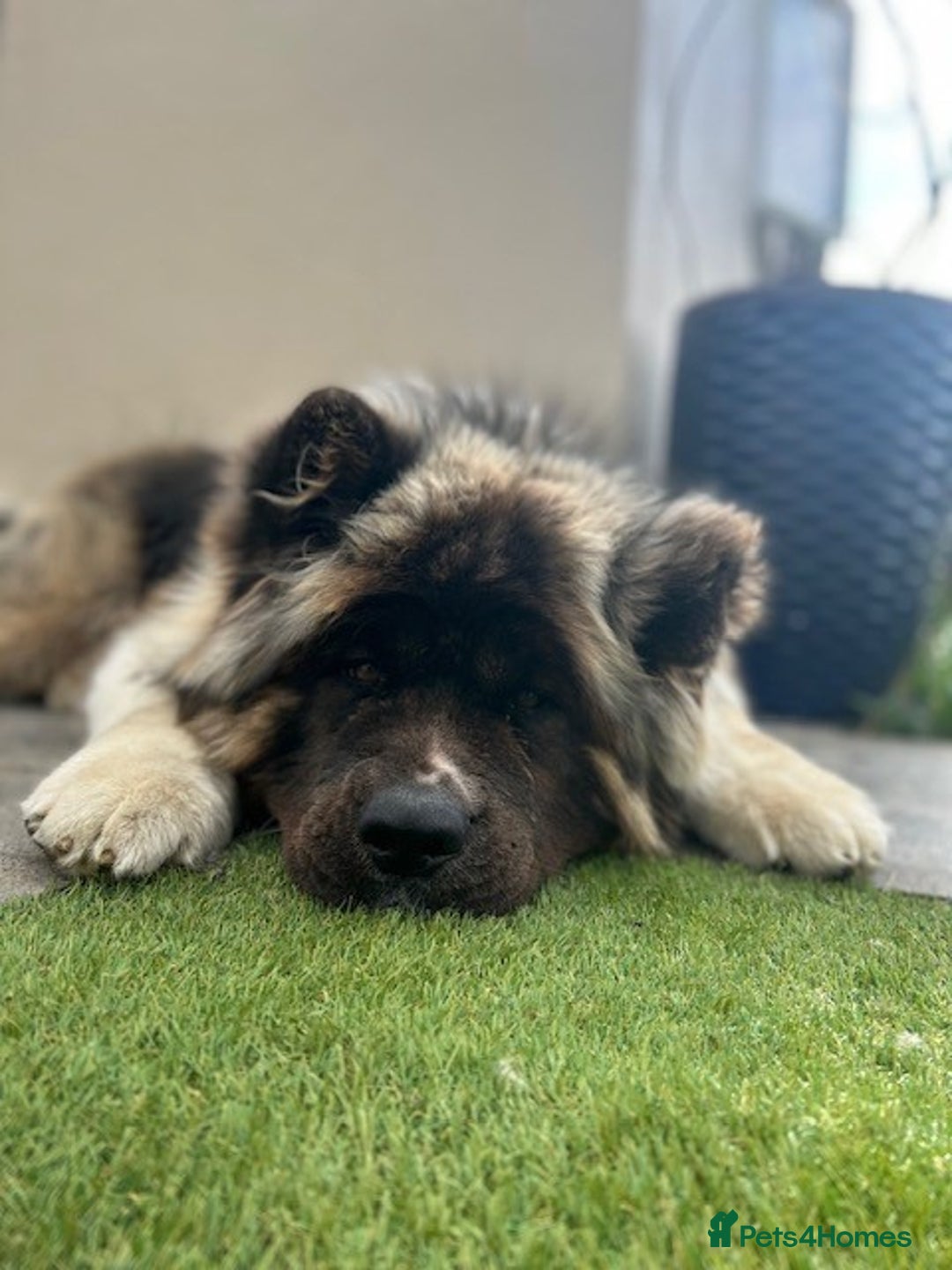 Akita dogs for sale: Stunning 5yr-old Male Akita needs a new home. - Advert 5