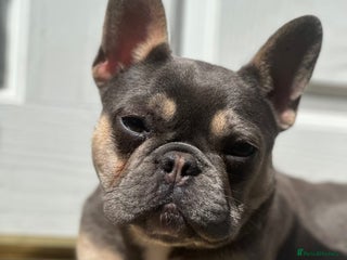 French Bulldog dogs French Bulldog 1 year old female - Advert 12