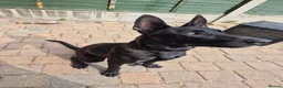 Mixed Breed dogs for sale: German/Belgian Shepherd Puppy - Advert 8