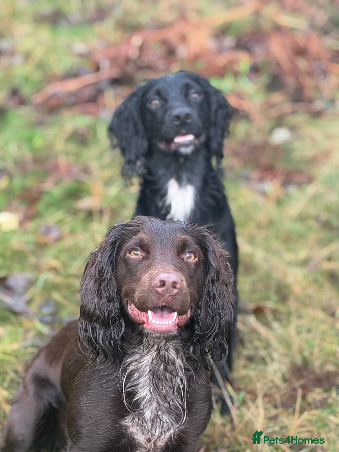 Cocker Spaniel dogs for stud: Tweed ready for Stud - Advert 2