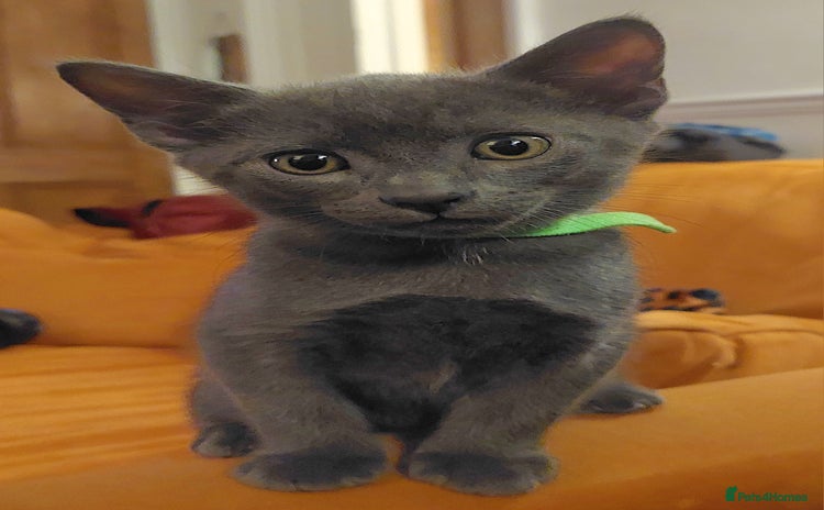 British Shorthair cats - Advert 12