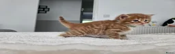 Mixed Breed cats for sale: Beautiful Kittens Looking For Their Forever Homes. - Advert 12