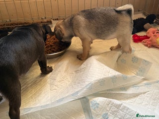 Pug dogs Male & Female Pug pups - Advert 4