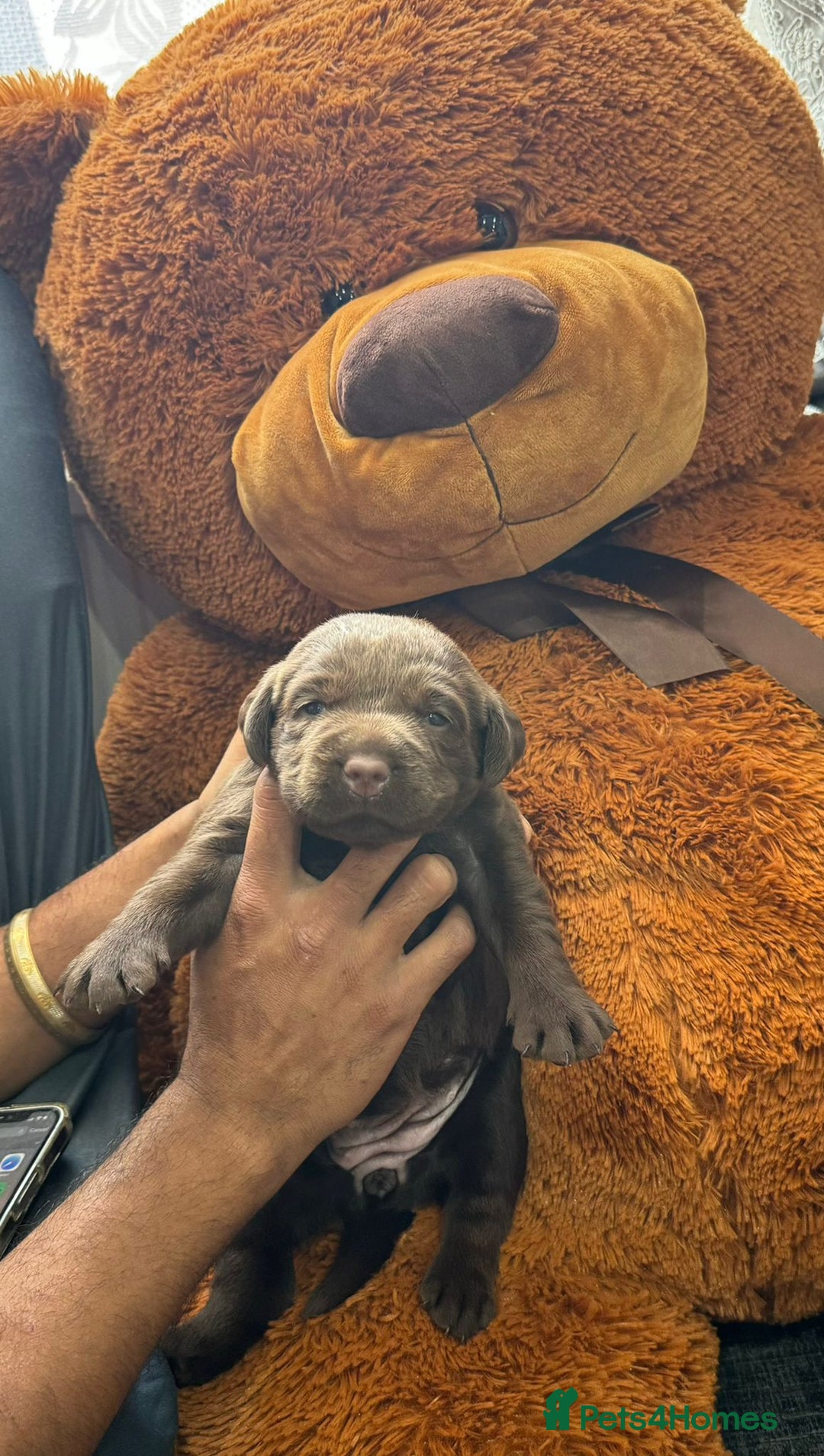 Labrador Retriever dogs for sale: beautyfull pedigree labrador - Image 9