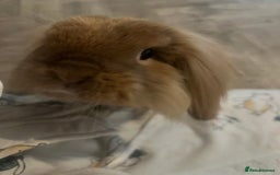 Mini Lion Lop rabbits for sale: Lovely couple Bunnies for rehoming! (Bonded) - Advert 8