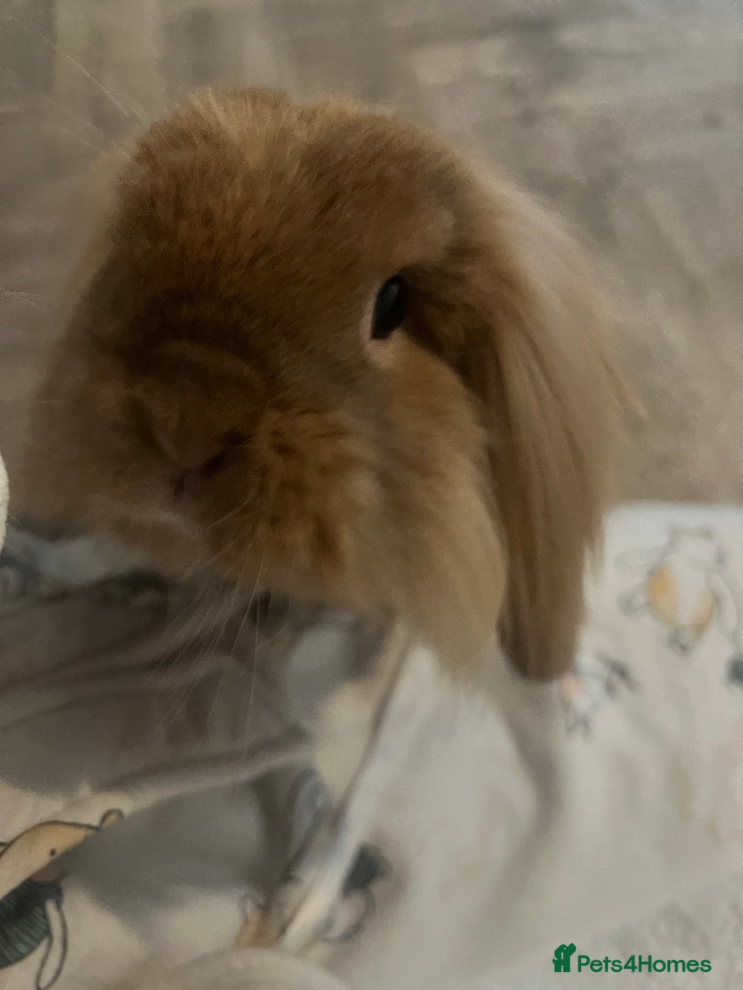 Mini Lion Lop rabbits for sale: Lovely couple Bunnies for rehoming! (Bonded) - Advert 8