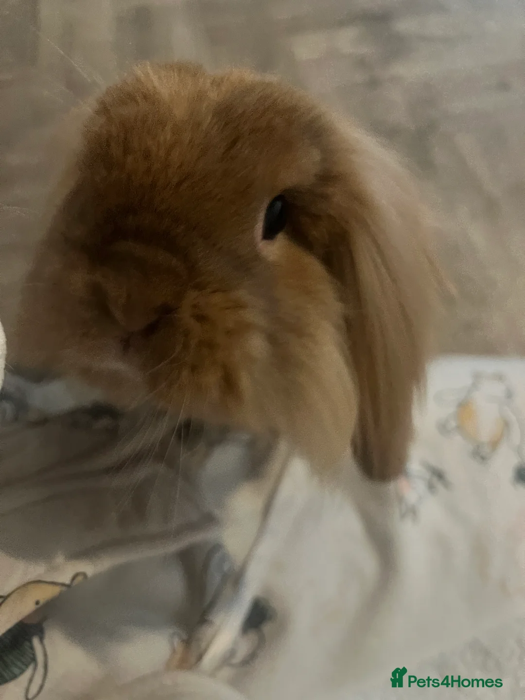 Mini Lion Lop rabbits for sale: Lovely Bunnies for rehoming! (Bonded+their stuff ) - Advert 8