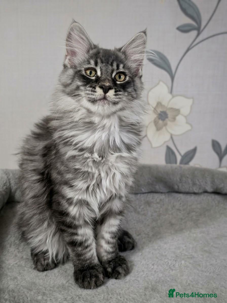 Maine Coon cats for sale: Tested SMA,PK,HCM, 1 boy,left.Maine Coon Kittens - Advert 2