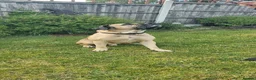 Cane Corso dogs for stud: Cane Corso STUD fawn - Advert 12