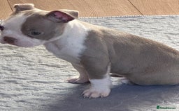 Boston Terrier dogs for sale: Adorable Boston Terrier Puppies – Kennel Club Reg - Image 11