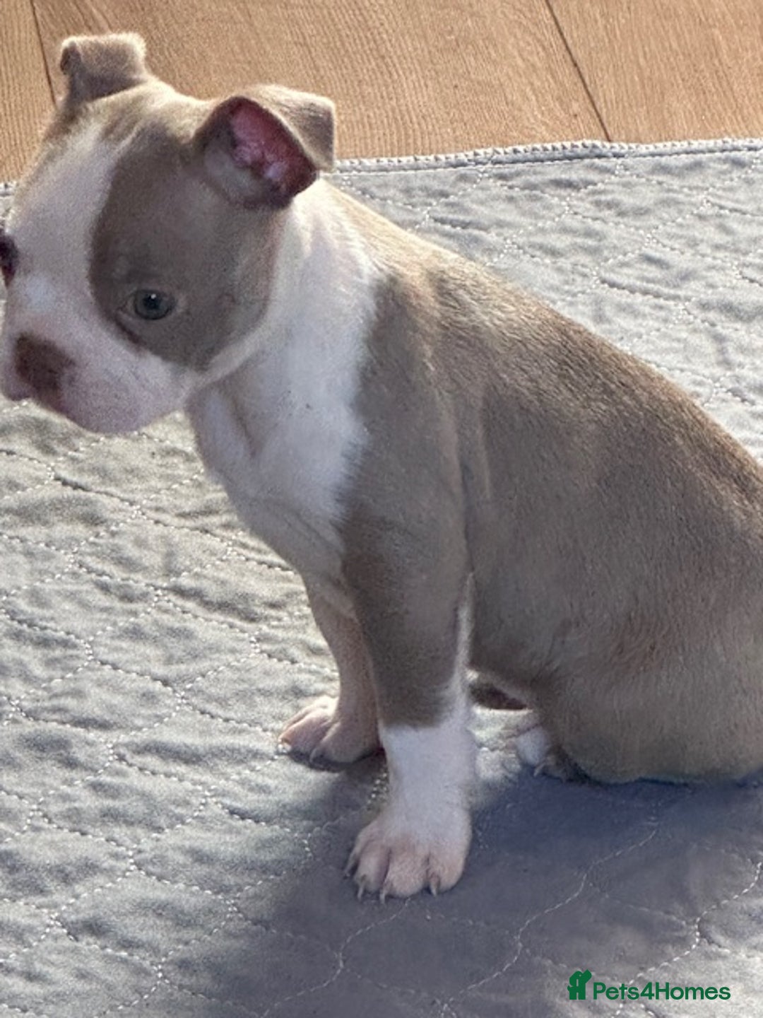 Boston Terrier dogs for sale: Adorable Boston Terrier Puppies – Kennel Club Reg - Image 11