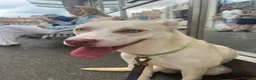 Mixed Breed dogs for sale: Dog for rehome in Melton Mowbray - Advert 5